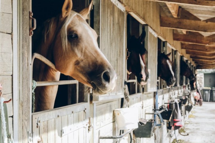 a brown horse standing next to a fence