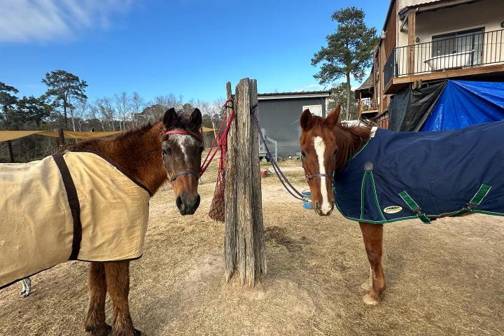 a group of people standing next to a horse