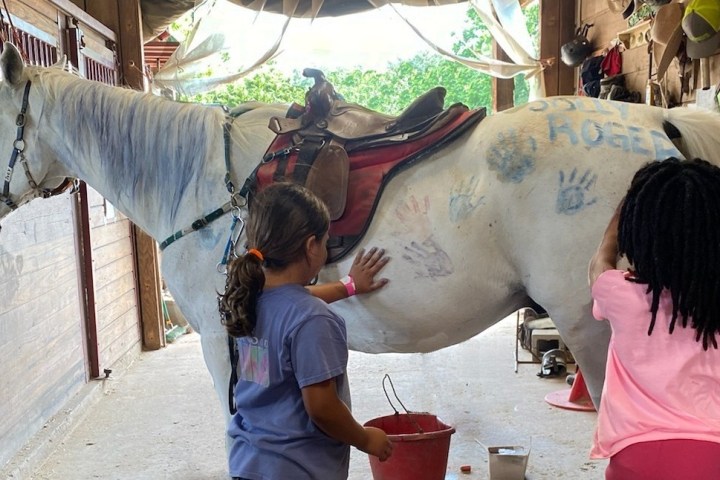 a person petting a horse