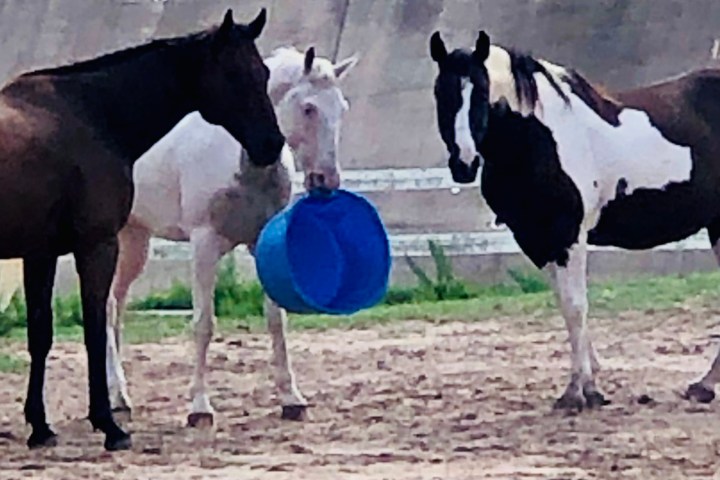 a horse is standing in the dirt