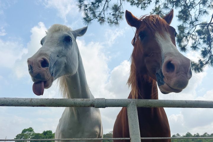 a close up of a brown horse standing next to a wire fence