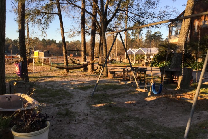 a tree next to a fence