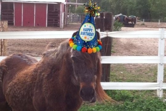 a brown horse standing next to a fence