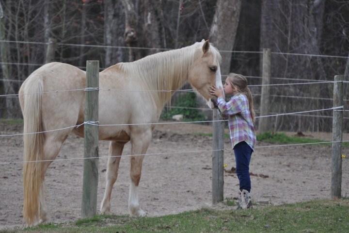 a brown horse standing next to a fence