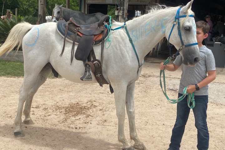 a horse is standing in the dirt
