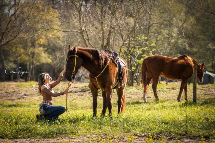 a brown horse standing on top of a grass covered field