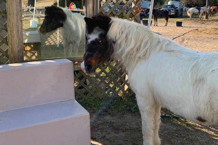 a cow is standing in front of a building