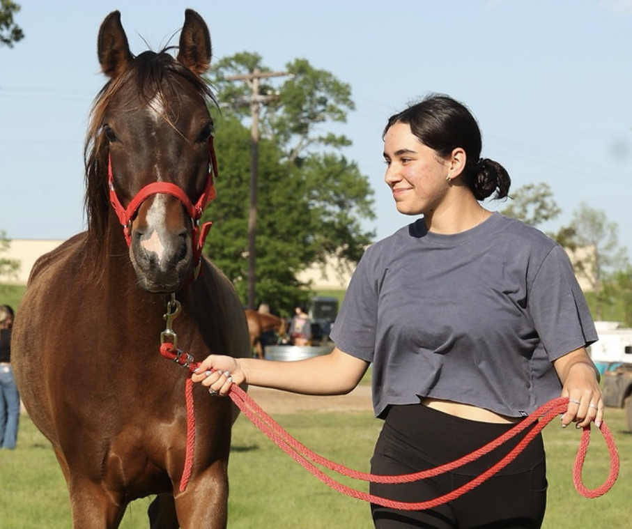 a person holding a brown horse standing next to a dog