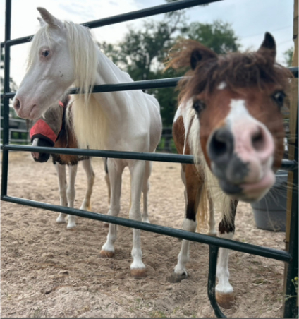 Three horses behind a metal gate, with one horse close to the camera.