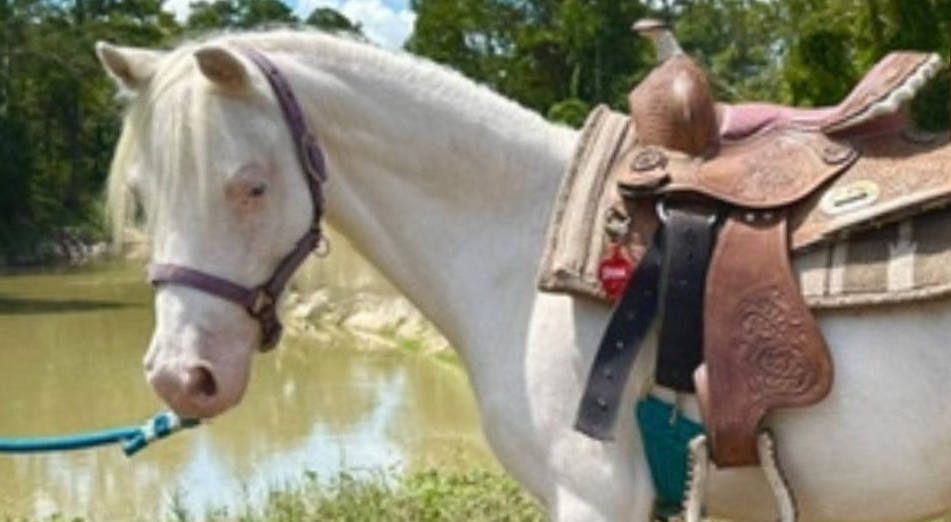 White horse with a brown saddle standing by a lake, trees in the background.