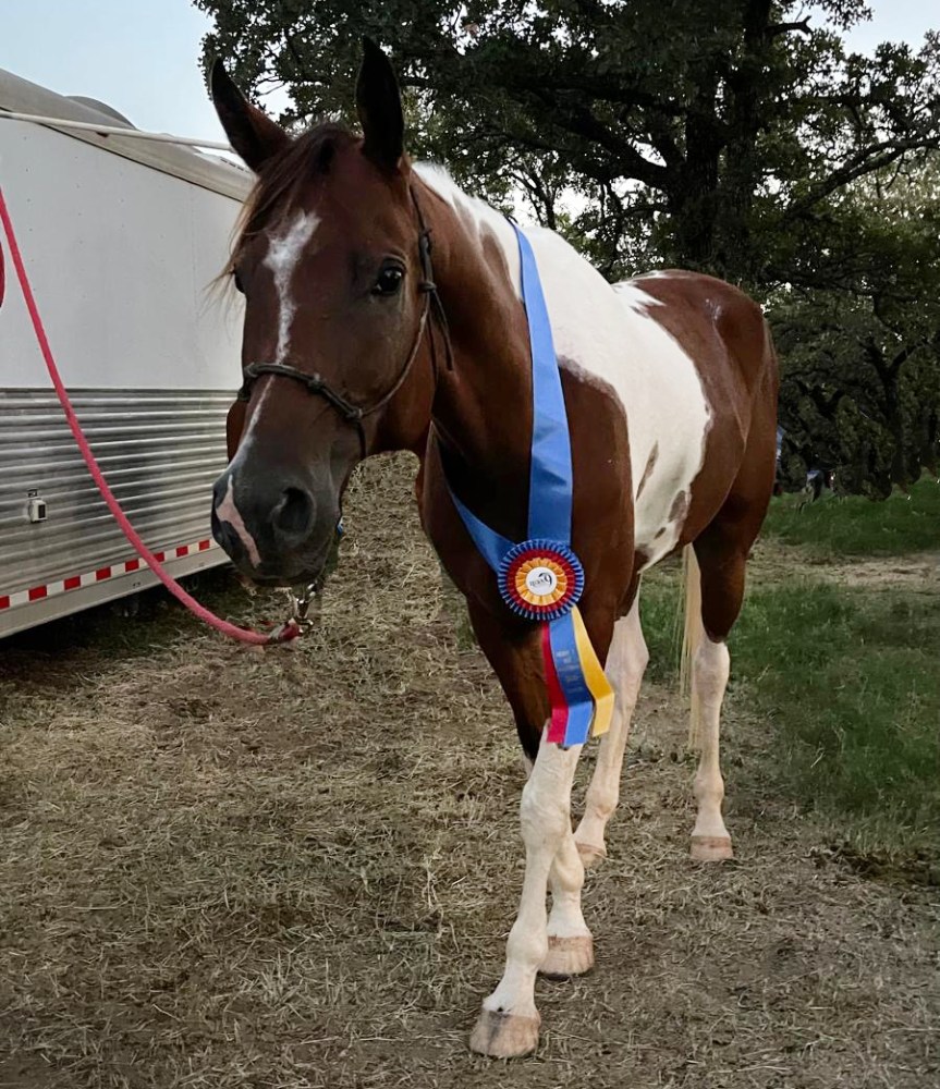 A brown and white horse wearing a blue ribbon stands beside a trailer.