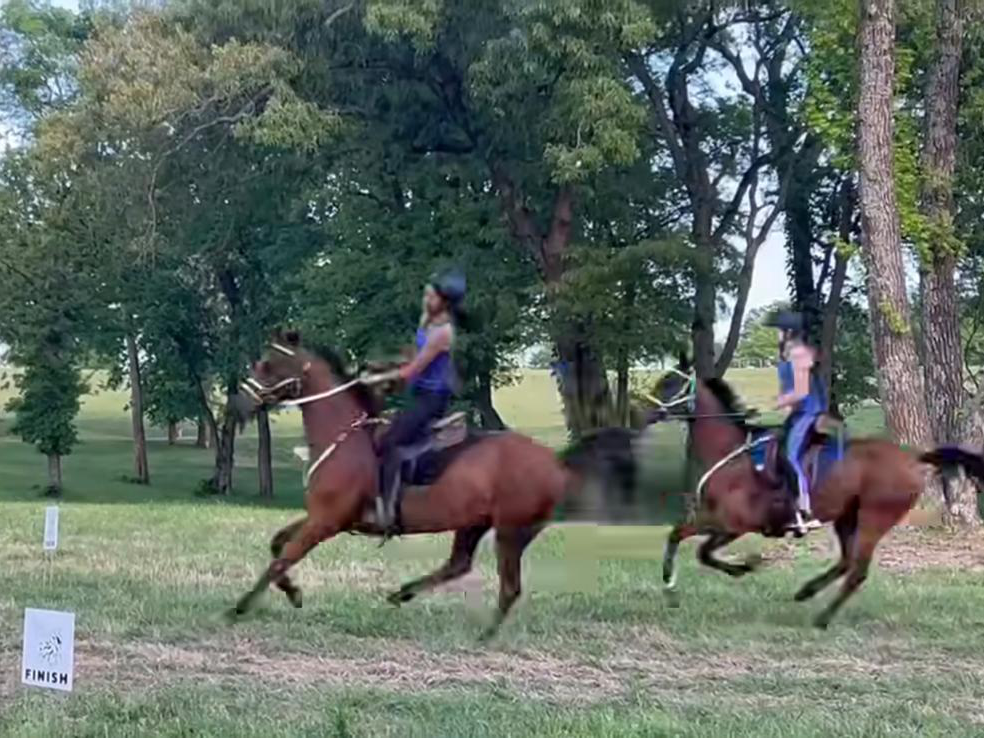Two people horseback riding in a grassy area with trees in the background.