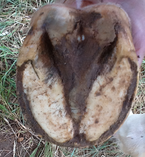 Underside view of a horse hoof on grass