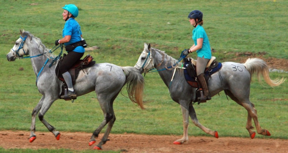 Two riders in blue on gray horses, riding on a grassy trail.