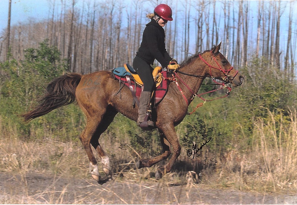 Person riding a brown horse in a grassy area with trees in the background.