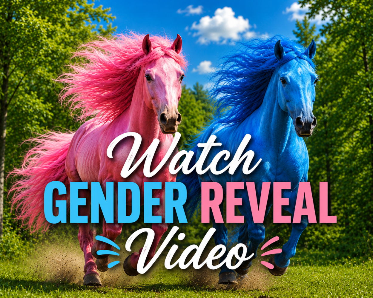 Pink and blue horses running, text: Watch Gender Reveal Video.