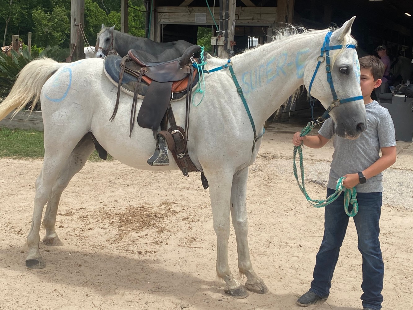 Person holding a white horse with a blue bridle and saddle outdoors.